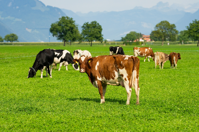cows in field