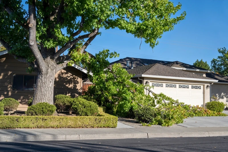 tree fallen against house