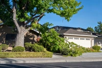 tree fallen against house