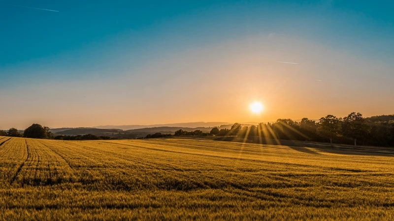 Golden rural grain field at sunrise with distant tree line and no people, vehicles, logos, or readable text.