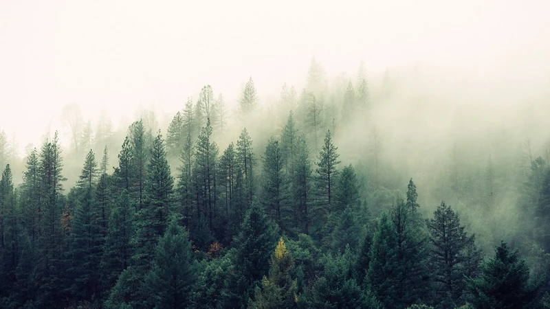 Evergreen forest hillside fading into thick white mist, with no people, buildings, logos, or readable text.