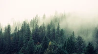 Evergreen forest hillside fading into thick white mist, with no people, buildings, logos, or readable text.