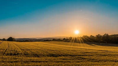 Golden rural grain field at sunrise with distant tree line and no people, vehicles, logos, or readable text.
