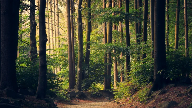 Sunlit dirt path winding through a dense green forest with no people, buildings, logos, or readable text.