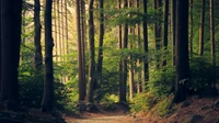 Sunlit dirt path winding through a dense green forest with no people, buildings, logos, or readable text.