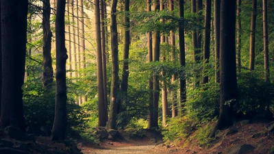 Sunlit dirt path winding through a dense green forest with no people, buildings, logos, or readable text.