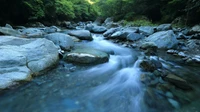 Rocky mountain stream flowing through a lush green forest with no people, logos, or readable text.