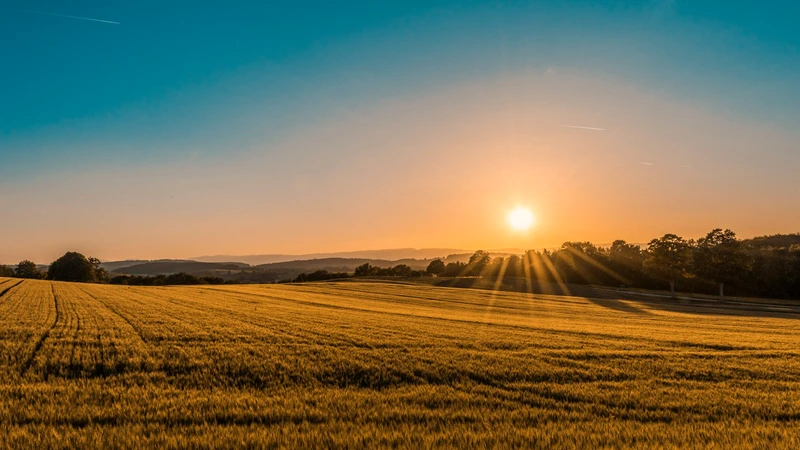 Golden wheat field at sunrise with a tree line on the horizon, no people or text