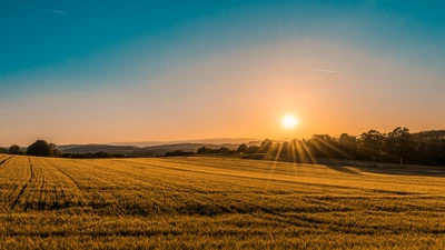 Golden wheat field at sunrise with a tree line on the horizon, no people or text