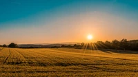 Golden Tennessee farm field at sunset with a low tree line on the horizon, no people, logos, or text